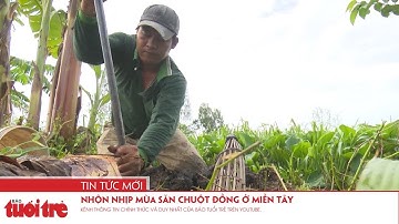 Nhộn nhịp mùa săn chuột đồng ở miền Tây
