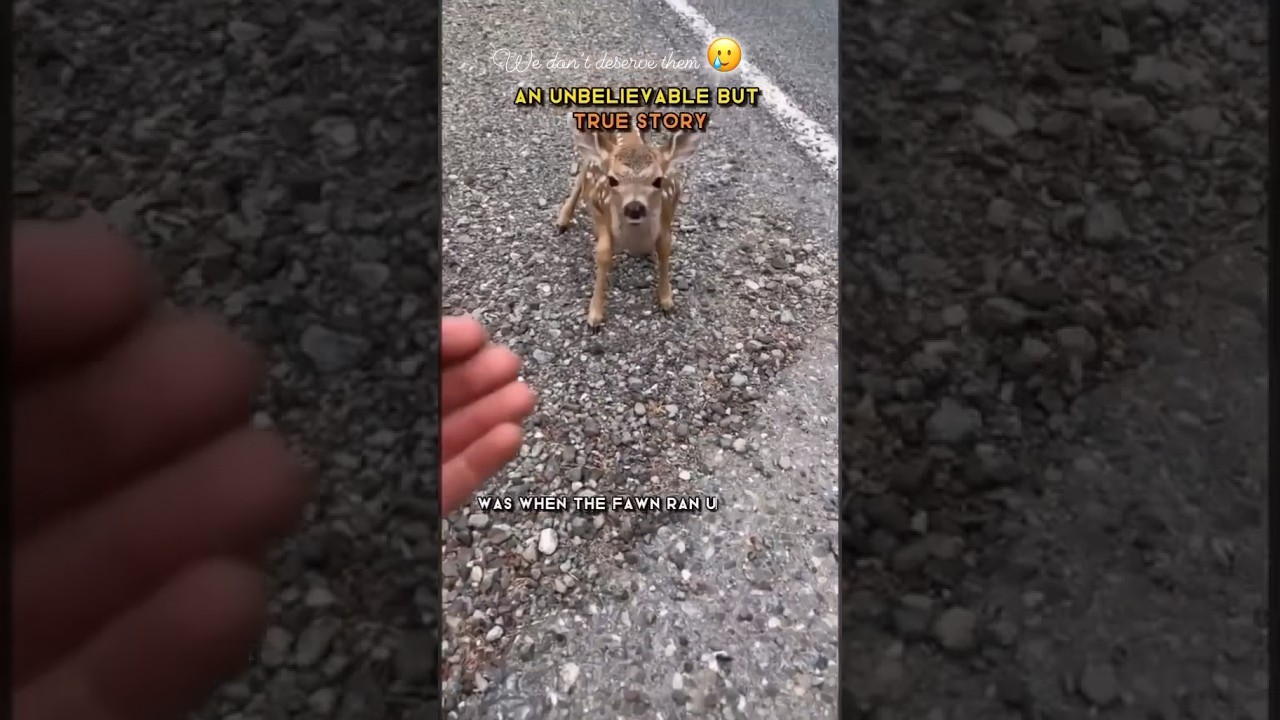 Deer asks human for help, you won’t believe the end | 