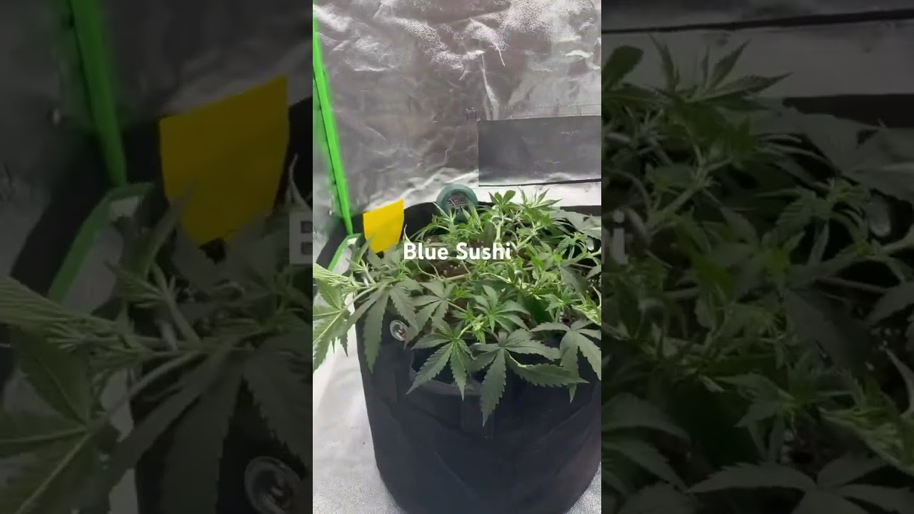 Mein grow Setup Spiderfarmer sf4000 