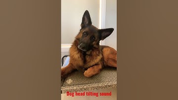 Thumbnail of Dog reaction to head tilting sound