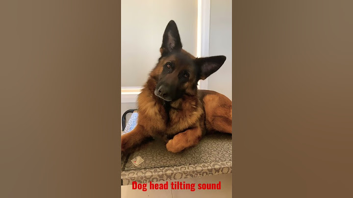 Dog reaction to head tilting sound