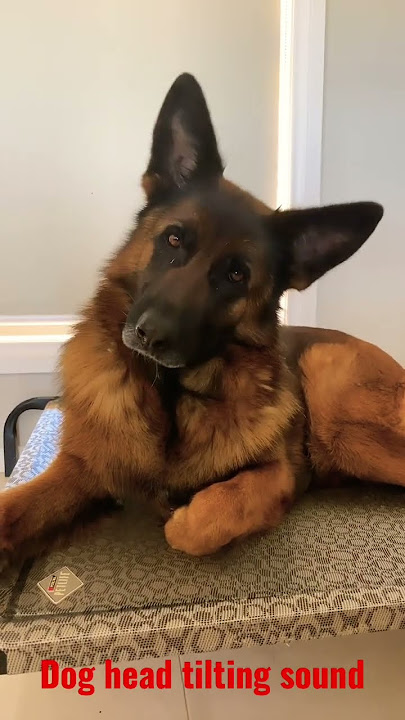 Dog reaction to head tilting sound