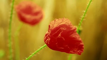 الَّذِي خَلَقَنِي فَهُوَ يَهْدِينِ (78)  سورة الشعراء🍃🌼🍃 تلآوه رائعه