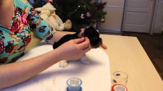 Как подклеить щенку ушки (часть 2) видео питомника Шоу Кураж