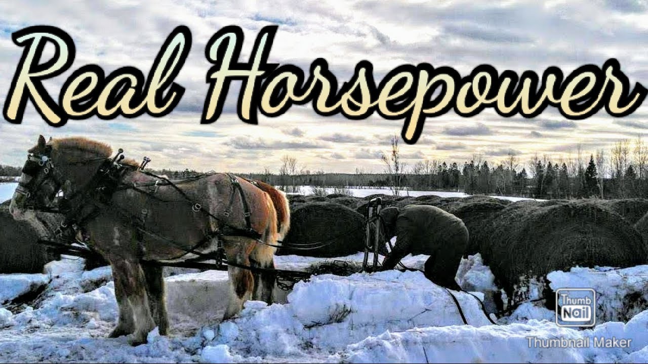 Working with Draft Horses/ Buying Hay YouTube