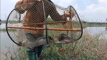 Thăm Lờ Dính Cá Trê Lai, Cá Lóc Đồng, Cá Thác Lác Ruộng , Lươn Đồng Trong Rừng Tràm Mùa Nước Nổi 