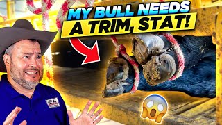 RAISING BEEF CATTLE FOR BEGINNERS – My Bull Gets a Spa Day!
