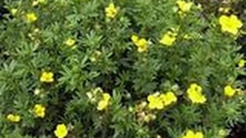 КУРИЛЬСКИЙ ЧАЙ или лапчатка на даче. Польза курильского чая.