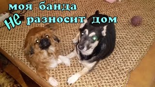 Моя банда не разносит дом.