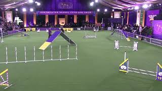 Ferris at Westminster Master Agility Championship 2022: 2nd Place Standard by Deb Stevenson 170 views 1 year ago 55 seconds