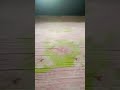 people saying this sound can you get millions of views I'm checking this|#trending