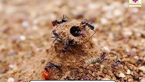 Shelters For Animals | Environmental Studies Grade 3 | Periwinkle