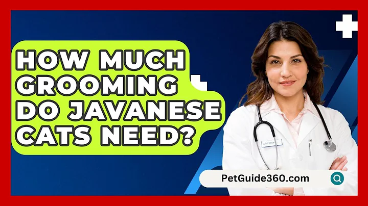 How Much Grooming Do Javanese Cats Need? - PetGuide360.com
