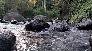 "Morning Vibes at Sungai Ciliwung | ASMR Cinematic Suara Alam"
