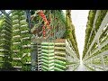 The Rise of High-Tech Indoor Farming In 2020 Is Gaining Popularity Worldwide