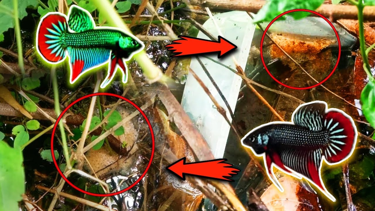 ជញ្ជាត់ត្រីក្រឹមព្រៃពូជ Imbellis‼️នៅក្នុងស្រះសម័យបុរាណដ៏ធំមួយ😱 រកបានសុទ្ធតែពូជត្រីក្រឹមព្រៃពិសេសៗ