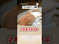 飼い主からまさかの宣言｜PECO