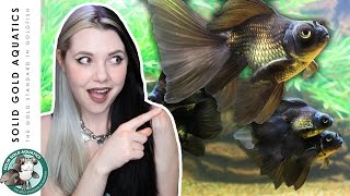 My Broadtail Moors Goldfish UPDATE My Broadtail Moors Goldfish UPDATE