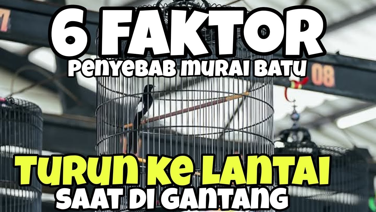 6 faktor penyebab murai batu turun ke lantai saat di gantang