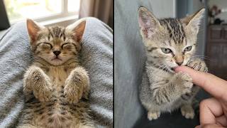 First Day with Trump Cat: Super Mischievous or Super Well-Behaved?