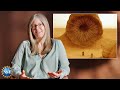 Understanding Worms: Fiction and Reality
