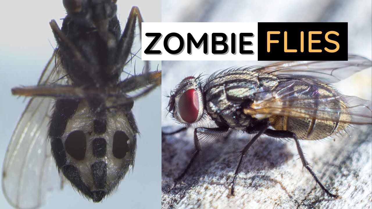 New species of fungi that turn flies into 'zombies' YouTube