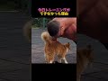 猫には勝てない