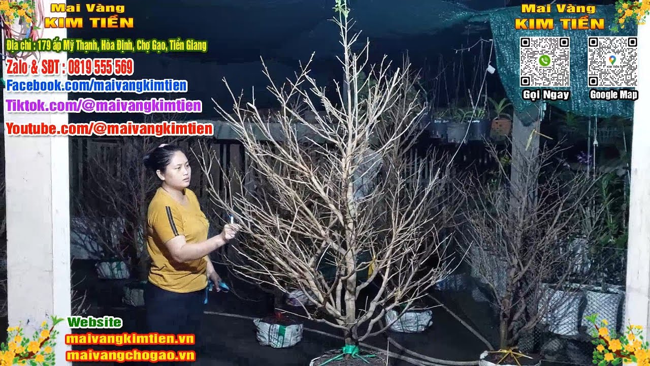 Mai Vàng Nhiều Nụ Đón Tết Bao Ship Toàn Quốc Giá Rẻ - Mai Vàng Kim Tiền Chợ Gạo