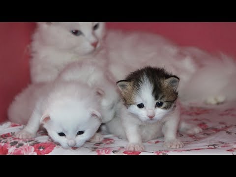 2020 yılının ilk Van kedileri dünyaya geldi
