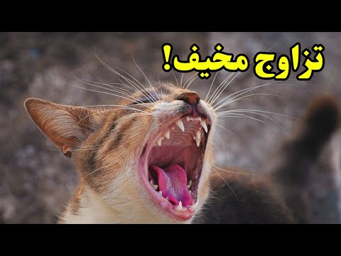 تزاوج القطط لماذا يمتلك الذكر أشواكا حادة في العضو التناسلي حقائق مرعبة لا ت صد ق