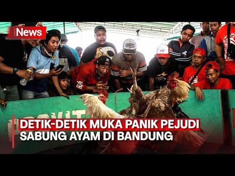 Gerebek Arena Judi Sabung Ayam di Bandung, Penonton Kocar Kacir