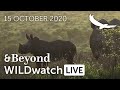 WILDwatch Live | 15 October, 2020 | Afternoon Safari | South Africa