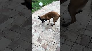 Funny Belgian Malinois Playing with a Nut | Belgian Malinois Dog | Funny Dogs