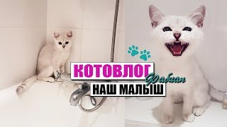 НОВЫЙ ЧЛЕН СЕМЬИ | ЗНАКОМСТВО | БРИТАНЕЦ ФАБИАН НОВЫЙ ЧЛЕН СЕМЬИ | ЗНАКОМСТВО | БРИТАНЕЦ ФАБИАН