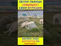 Львица гоняет льва из-за игрушек #leo #animals #leo #cat #shortvideo #short #топ #shorts