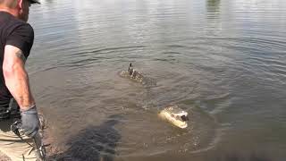 Hunting Alligator in the Everglades