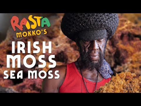 Sea Moss, Irish Moss & Land Moss...Bob Marley's Favorite! 