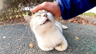 公園で寝ていた野良猫をナデナデしたら喜んでゴロゴロと喉を鳴らしてカワイイ