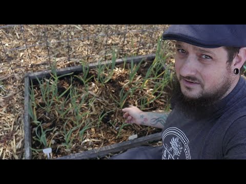 Video: Can You Grow Store købte hvidløg – plantning af købmands hvidløg