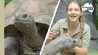 How much does a giant tortoise weigh | Australia Zoo Life