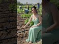 Drip Irrigation Explained | Modern Farming Technique (4K)