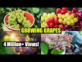 How to Grow Grapes, Complete Garden Growing Guide For Grapes