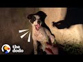 Rescuer Shares Her Lasagna With Crying Little Puppy | The Dodo