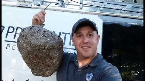 How do hornets make their nests?