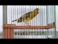 Goldfinch Mule Singing the beautiful sounds for training songs / Mixto Jilguero Cantando Limpio