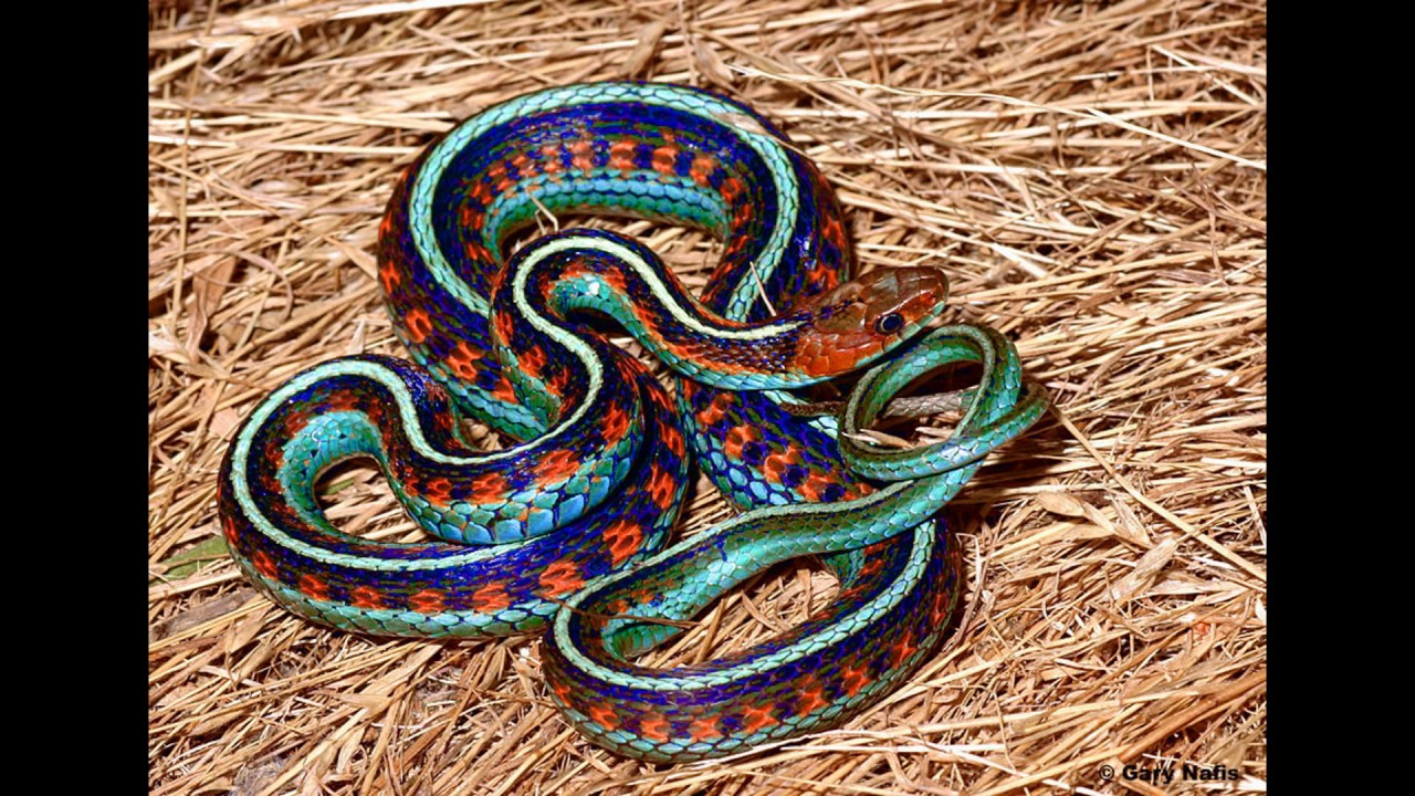 Из какого города змея. Калифорнийскаяподвязочная змеяъ. Калифорнийская Краснобокая подвязочная змея. Калифорнийская подвязочная. Калифорнийская подвязочная змея уж.