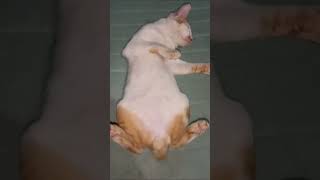 kucing kampung #catvideos #shortvideo