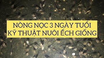 Cách nuôi ếch con, nòng nọc còn nhỏ 2 ngày tuổi