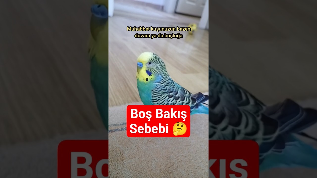 Kuşlar Neden Bir Noktaya Dakikalarca Bakar? 🧠🐦 #muhabbetkuşu #birds #birdsong #parrot #budgies