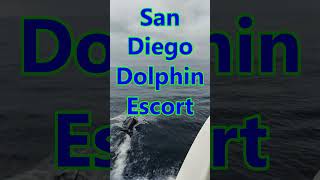 San Diego Dolphin Escort to Coronado Islands. #dolphin #dolphins #coronadoisland